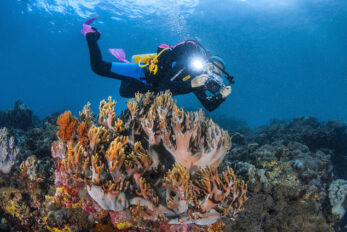 Your Guide To Scuba Diving In Komodo Indonesia