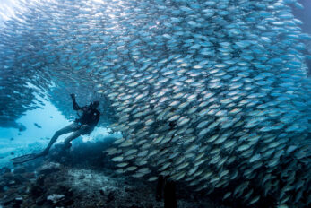 Scuba Diving In Raja Ampat - Where, How, Liveaboard Or Shore?