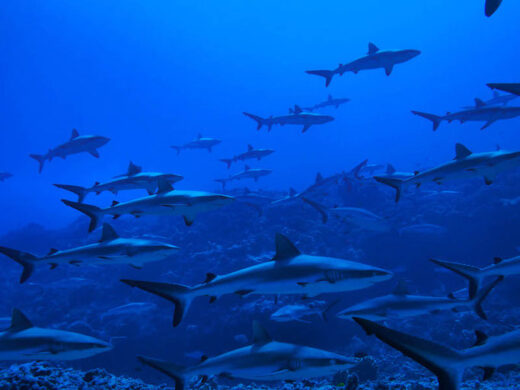 Scuba Diving in French Polynesia