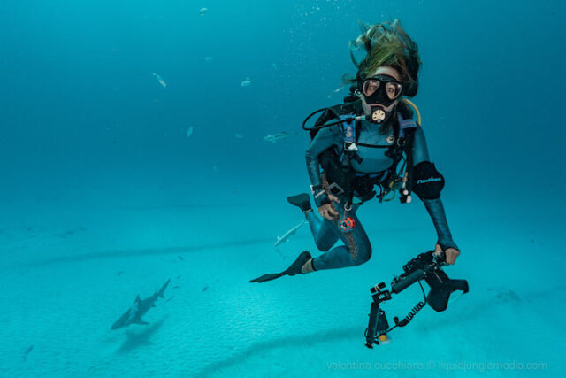 Bull Shark Diving in Playa Del Carmen, Mexico