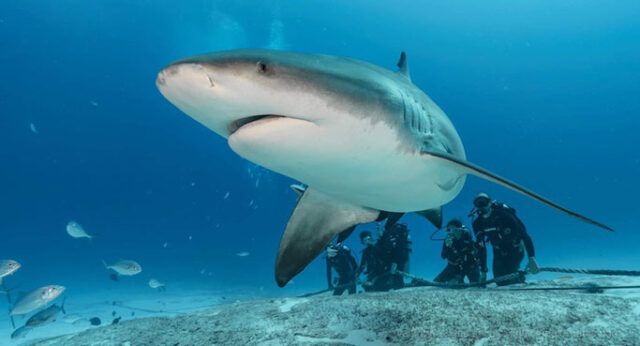 bull shark season playa del carmen