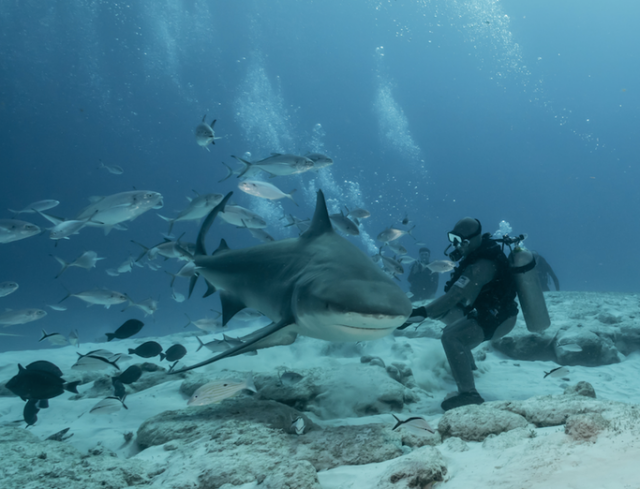 shark diving playa del carmen