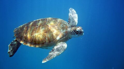 A Beginners guide to Scuba Diving in Barbados