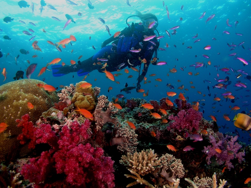 Scuba diving in Fiji. Where to dive and how much it costs