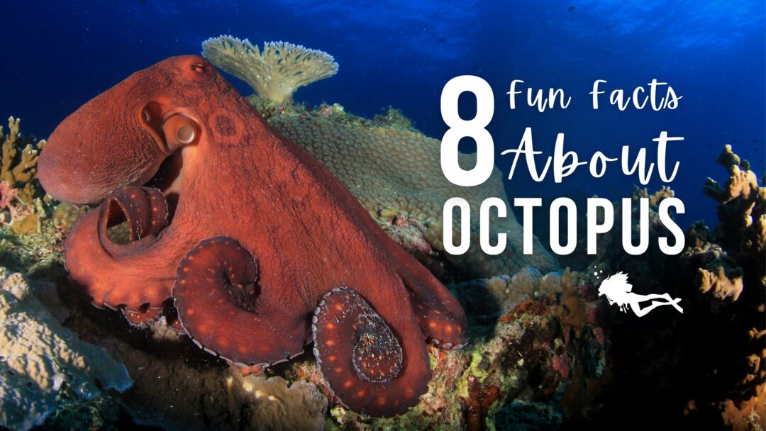 8 Fun Facts About Octopus - Girls that Scuba