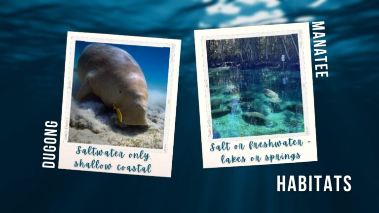 Dugong Vs Manatee – 6 Ways To Tell The Difference