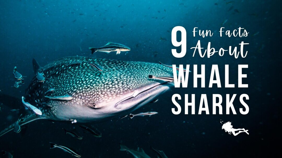 9 Fun Facts About Whale Sharks - Girls that Scuba